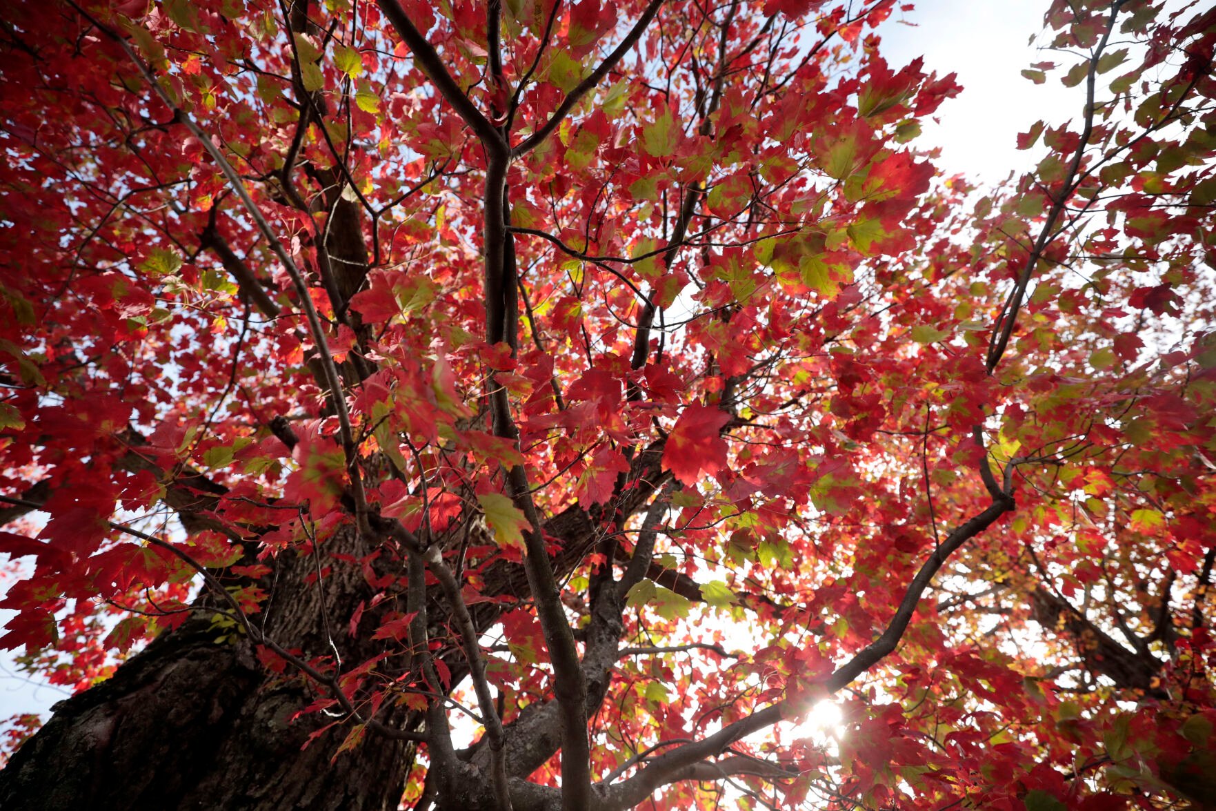 tree with red and green leaves